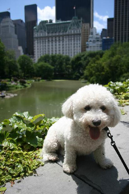 Central Park with pets in New York Central Park with pets in New York