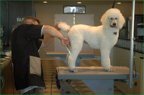 Dog grooming salons in Barcelona Dog grooming salons in Barcelona
