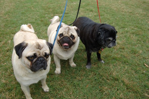 Pet Fest in New York Pet Fest in New York