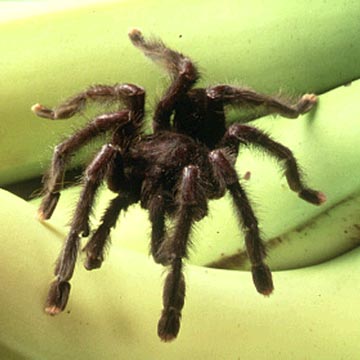 Modern Day Phobias in Today’s World Modern Day Phobias in Today’s World