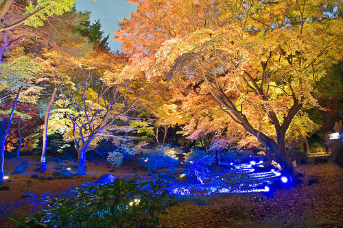 The Beauty of Autumn at the Rikugi-en Garden The Beauty of Autumn at the Rikugi-en Garden
