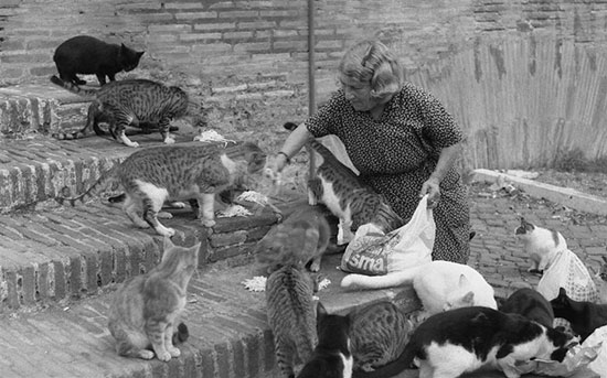 Rome and the Gattare Rome and the Gattare