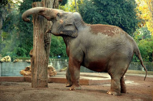 Rome with Children: Visit the Bioparco