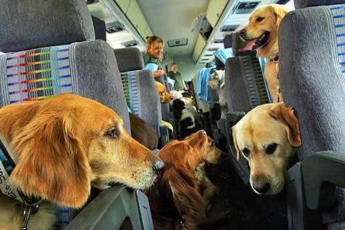 Traveling with your pets to Barcelona - the Spanish Law. Traveling with your pets to Barcelona - the Spanish Law.