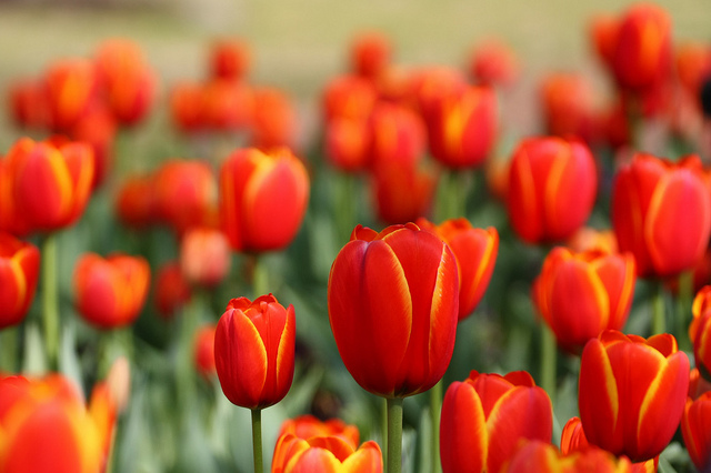 Tulip Mania: The National Tulip Day Inundates Amsterdam by Colors  Tulip Mania: The National Tulip Day Inundates Amsterdam by Colors