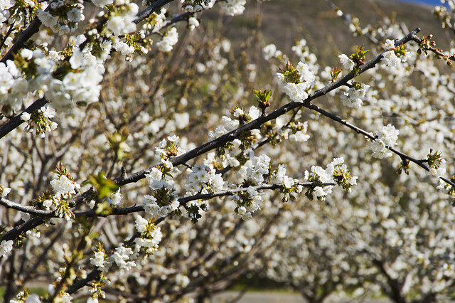 Travel Destinations for Spring