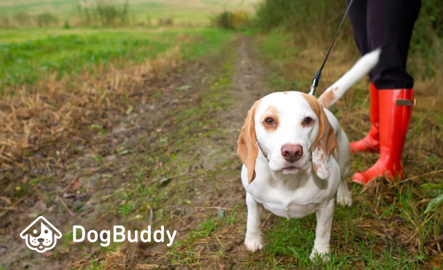 Pets and Traveling: Are the Two Compatible? Pets and Traveling: Are the Two Compatible?